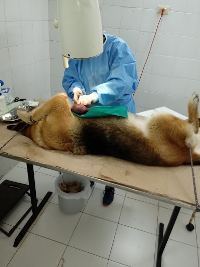 Clinica Veterinaria Noe Limitada