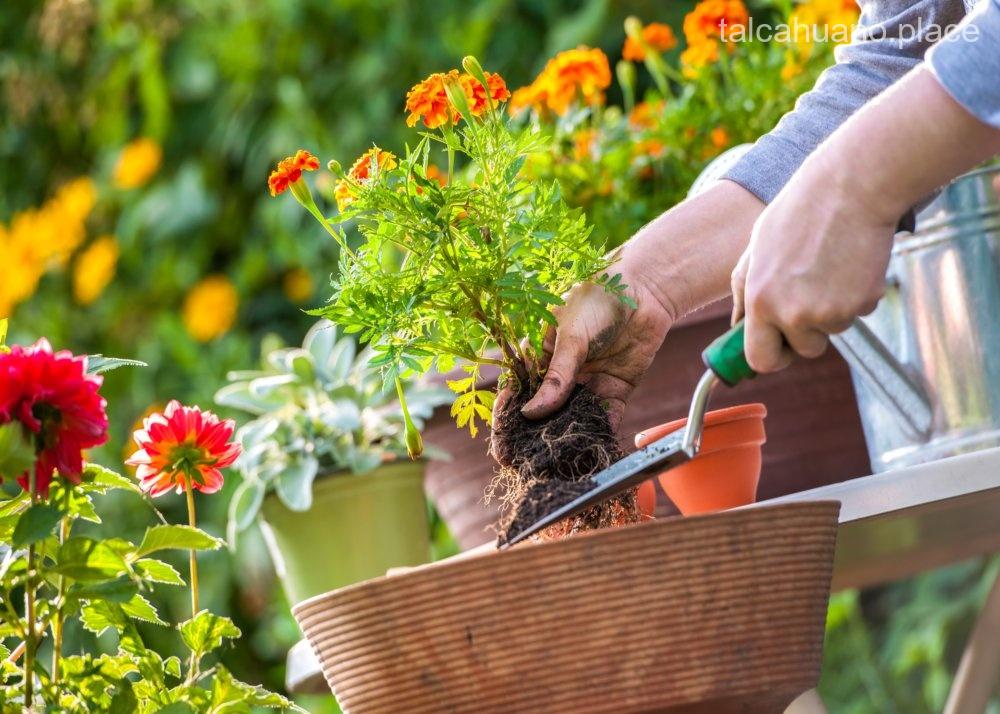 Los 2 mejores servicios de jardinería de Talcahuano
