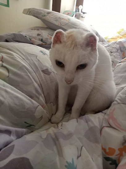 VETERINARIA ASIS, TALCAHUANO