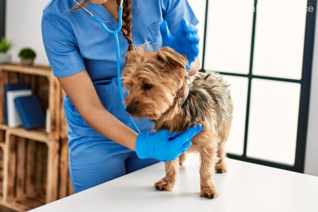 Las 3 mejores veterinarias a domicilio de Talcahuano